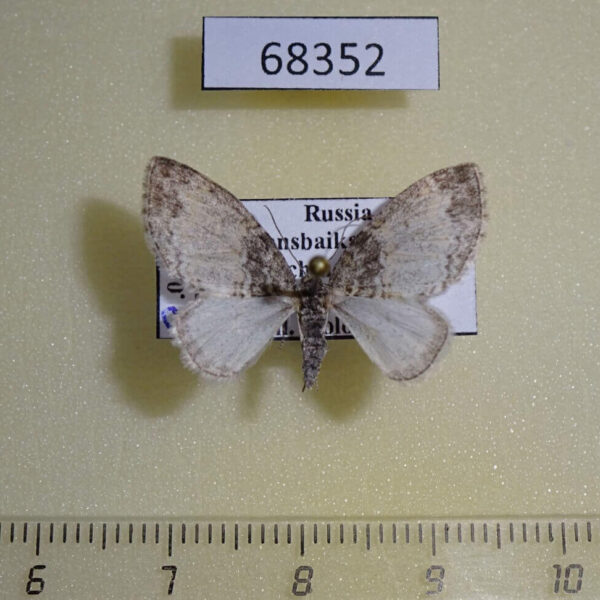 Geometridae Lobophora halterata f Transbaikal reg.