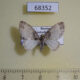 68352p Geometridae Lobophora halterata f Transbaikal reg. $4