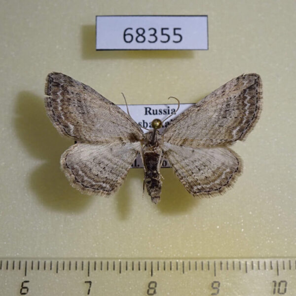 Geometridae Horisme sp. f Transbaikal reg.