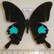68357p Papilionidae Papilio paris paris Thailand $7