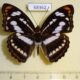 68362p Nymphalidae Athyma nefte Thailand $20