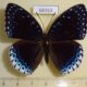68363p Nymphalidae Stibochiona nicea Thailand $20