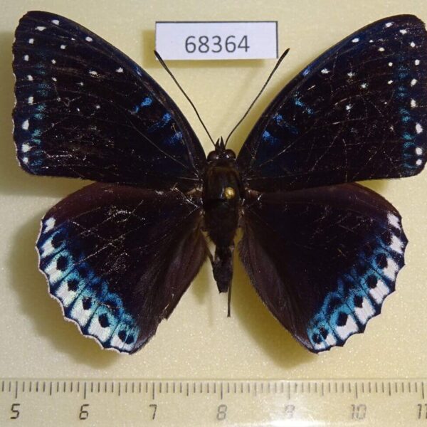 Nymphalidae Stibochiona nicea Thailand