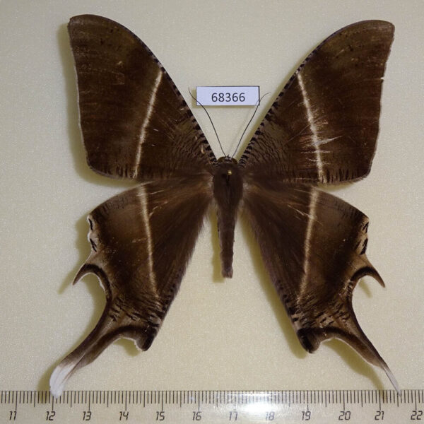 Uraniidae Lyssa zampa Thailand