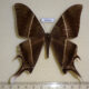 68366p Uraniidae Lyssa zampa Thailand $12