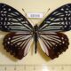 68368p Nymphalidae Hestinalis nama Thailand $10