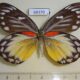 68370p Pieridae Delias descombesi Malaysia $5