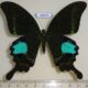 68372p Papilionidae Papilio paris paris Thailand $12