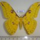 68374p Saturniidae Loepa diffundata Thailand $18
