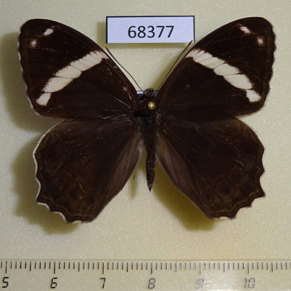 Satyridae Lethe confusa Vietnam