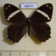 68377p Satyridae Lethe confusa Vietnam $6