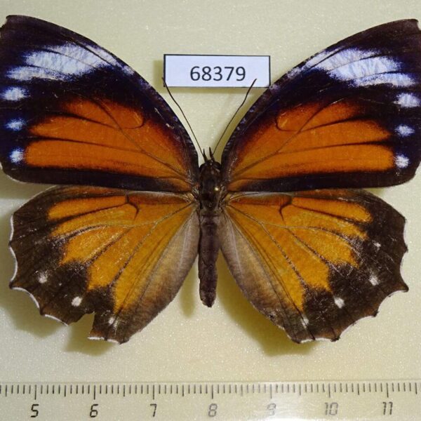 Nymphalidae Elymnias hypermnestra tinctoria f Thailand