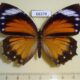 68379p Nymphalidae Elymnias hypermnestra tinctoria f Thailand $10