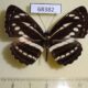 68382p Nymphalidae Neptis cartica burmana Thailand $7