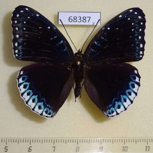 Nymphalidae Stibochiona nicea Thailand