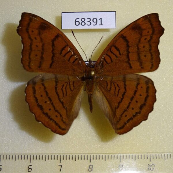 Nymphalidae Pseudergolis wedah Thailand