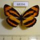 68394p Nymphalidae Pantoporia hordonia Thailand $6