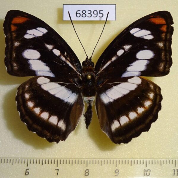Nymphalidae Athyma nefte Thailand