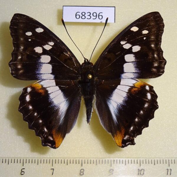 Nymphalidae Mimathyma ambica miranda Thailand