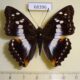 68396p Nymphalidae Mimathyma ambica miranda Thailand $15