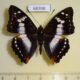 68398p Nymphalidae Mimathyma ambica miranda Thailand $10