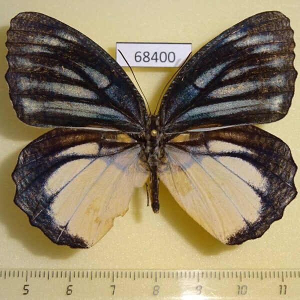 Nymphalidae Elymnias vasudeva Thailand