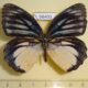 68400p Nymphalidae Elymnias vasudeva Thailand $12