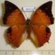 68402p Nymphalidae Charaxes bernadus Thailand $10