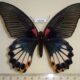 68408p Papilionidae Papilio agenor agenor f Thailand $20