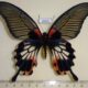 68409p Papilionidae Papilio agenor distantianus f Thailand $12