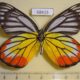 68415p Pieridae Delias hyparete indica f Thailand $15