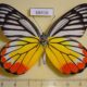 68416p Pieridae Delias hyparete indica Thailand $12