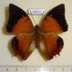 68421p Nymphalidae Charaxes bernadus Thailand $12