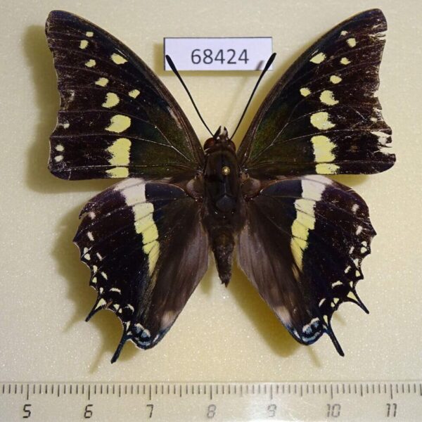 Nymphalidae Charaxes solon sulphureus Thailand