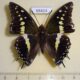 68424p Nymphalidae Charaxes solon sulphureus Thailand $8
