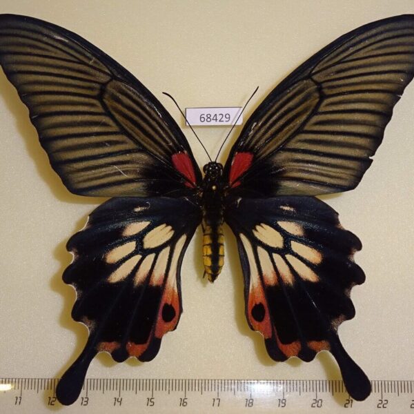 Papilionidae Papilio memnon agenor form distantianus f Thailand