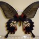 68429p Papilionidae Papilio memnon agenor form distantianus f Thailand $20