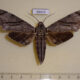 68433p Sphingidae Psilogramma increta Thailand $15