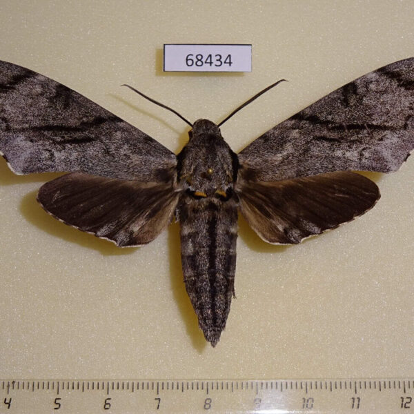 Sphingidae Psilogramma increta Thailand