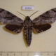 68434p Sphingidae Psilogramma increta Thailand $15