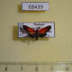 68439p Arctiidae Fossia melanandra Thailand $9