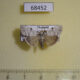 68452p Noctuidae Barasa lunisigna Thailand $9