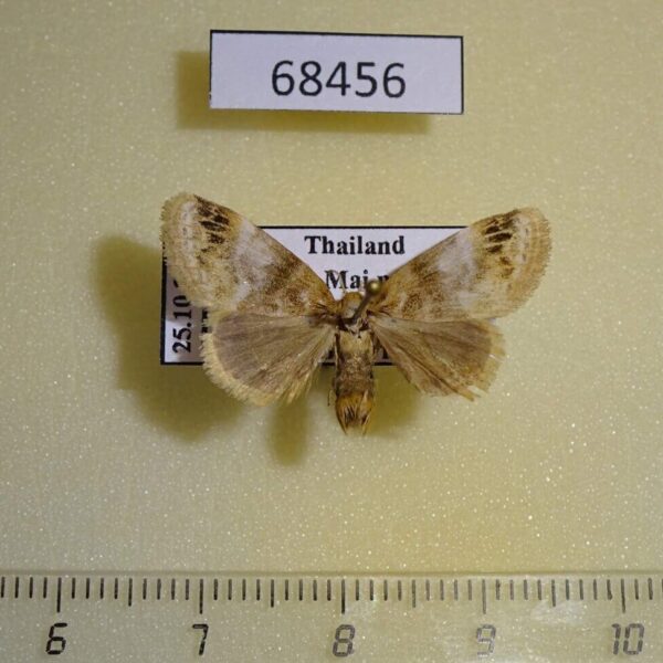 Lymantridae sp. f Thailand