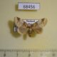 68456p Lymantridae sp. f Thailand $8