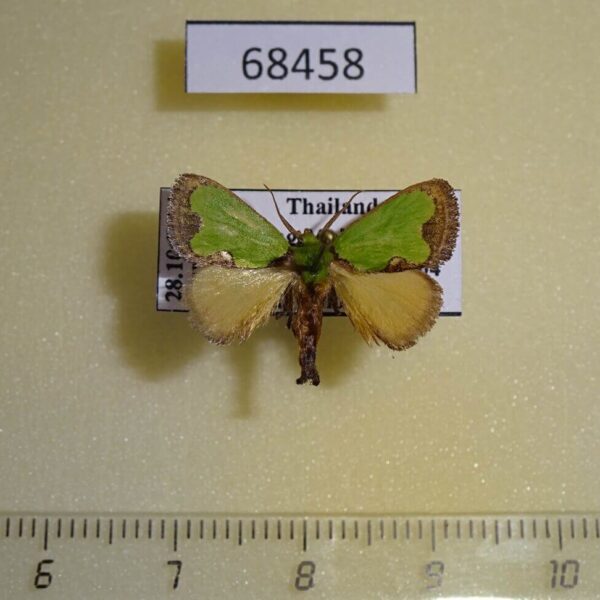 Limacodidae Parasa albipuncta Thailand