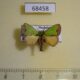 68458p Limacodidae Parasa albipuncta Thailand $8
