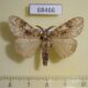 68466p Lymantridae Lymantria sp. gaborronkayi Thailand $6