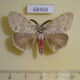 68468p Lymantridae Lymantria plumbalis Thailand $8