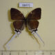 68471p Lycaenidae Cheritra freja freja Thailand $9