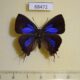 68472p Lycaenidae Remelana jangala ravata Thailand $30